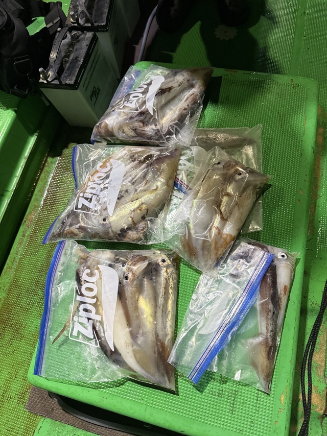 アカイカ(ケンサキイカ)・スルメイカ