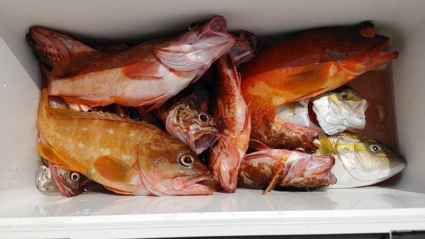 アカハタ・カンパチ・カサゴ