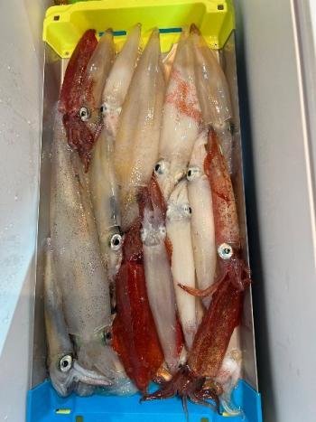 マイカ(ケンサキイカ)