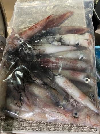 マイカ(ケンサキイカ)