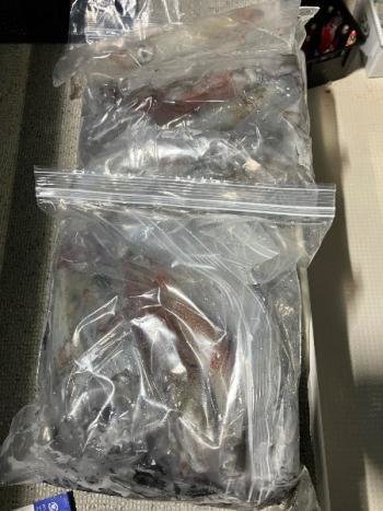 マイカ(ケンサキイカ)