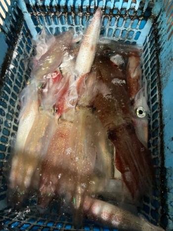 マイカ(ケンサキイカ)