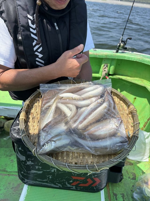 キス(シロギス)