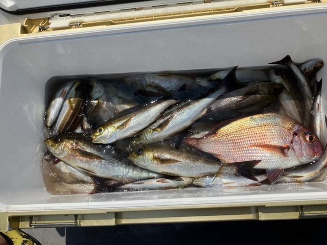 マダイ・イサキ