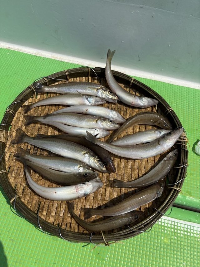 キス(シロギス)