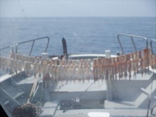 スルメ(スルメイカ)