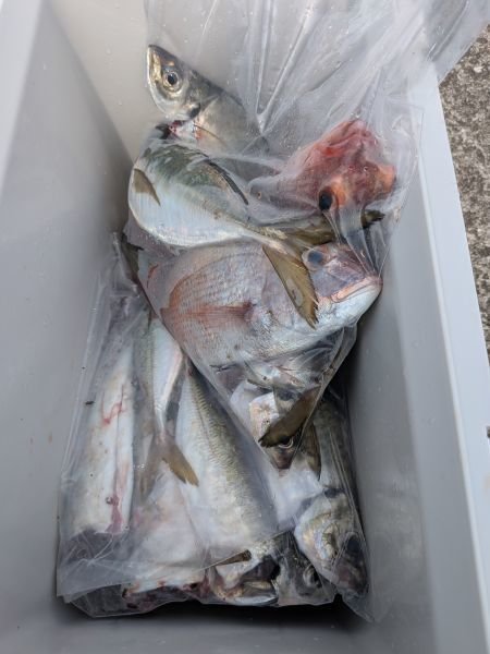 チャリコ(マダイ)・アジ(マアジ)・サバ(マサバ)