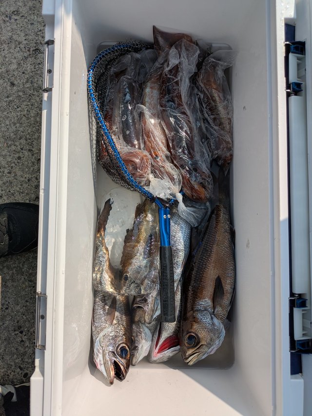 クロムツ・スルメイカ