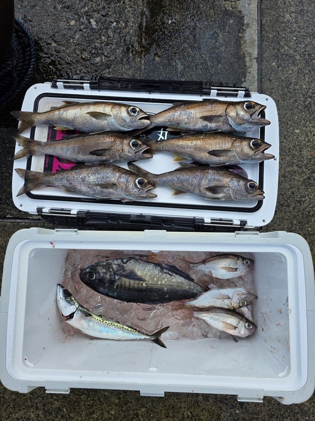 クロムツ・メダイ