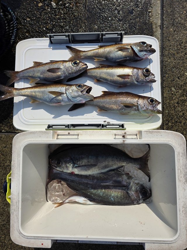 クロムツ・メダイ