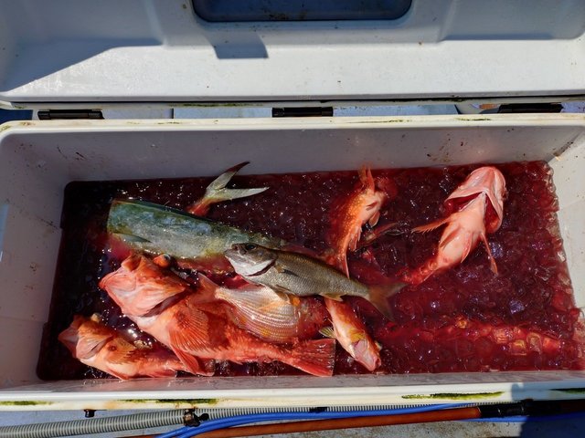 カンコ(ウッカリカサゴ)