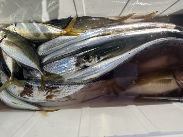 アジ(マアジ)・タチウオ