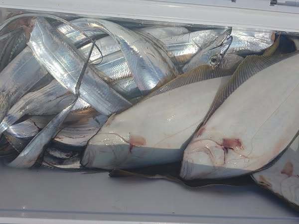 タチウオ・ヒラメ