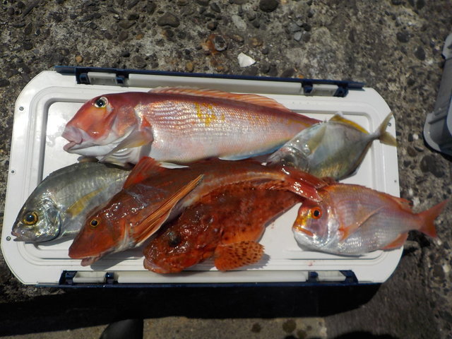 アマダイ(アカアマダイ)