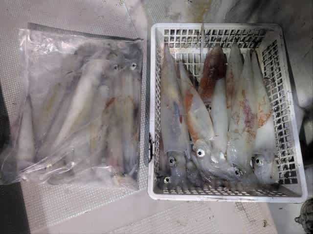 アカイカ(ケンサキイカ)