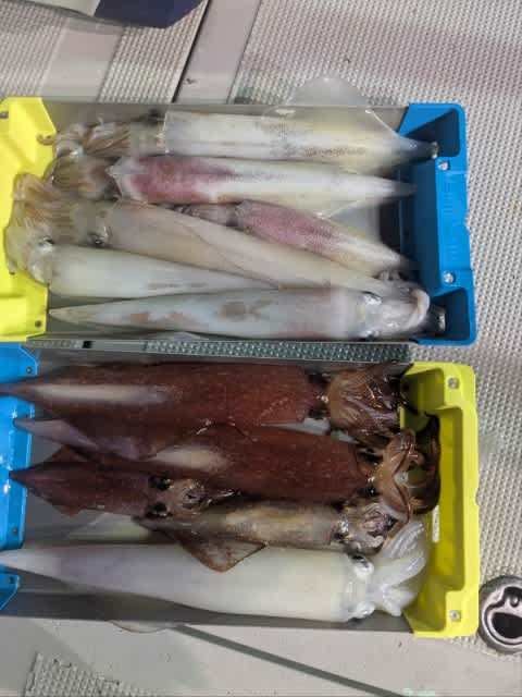 アカイカ(ケンサキイカ)