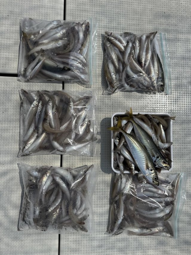 シロギス・アジ(マアジ)