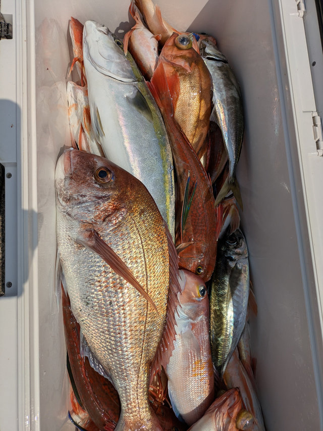 マダイ・アジ(マアジ)・ワラサ(ブリ)・ウスメバル・ホウボウ