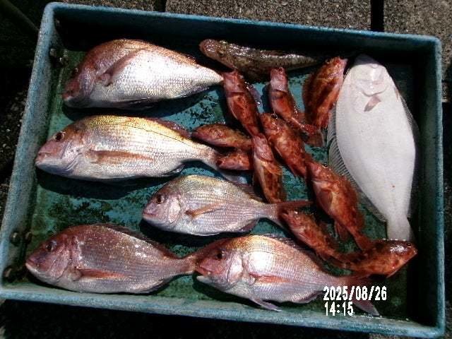 マダイ・カサゴ・ヒラメ