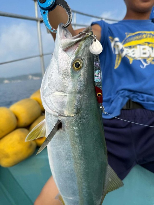 サンパク(ブリ)