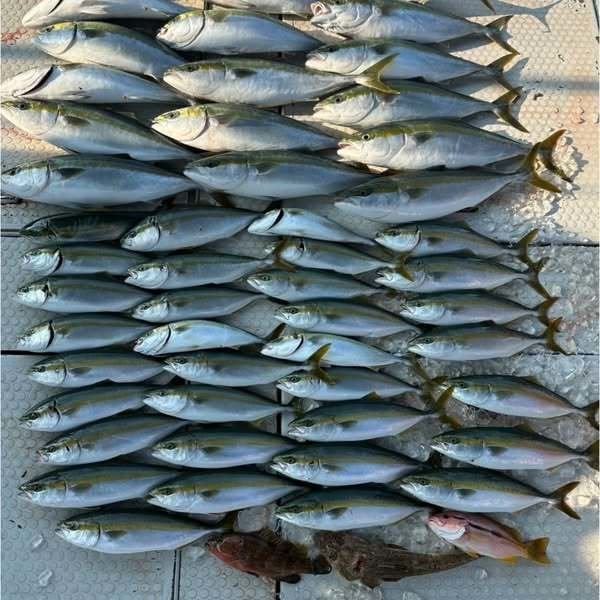 アコウ(キジハタ)・ハマチ(ブリ)・メジロ(ブリ)・ヨコスジフエダイ・コチ(マゴチ)