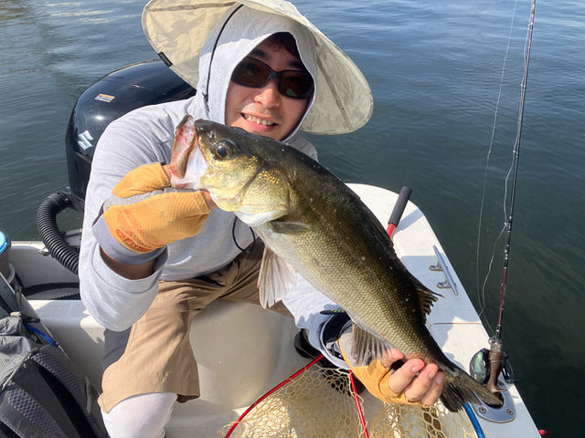 シーバス(スズキ)