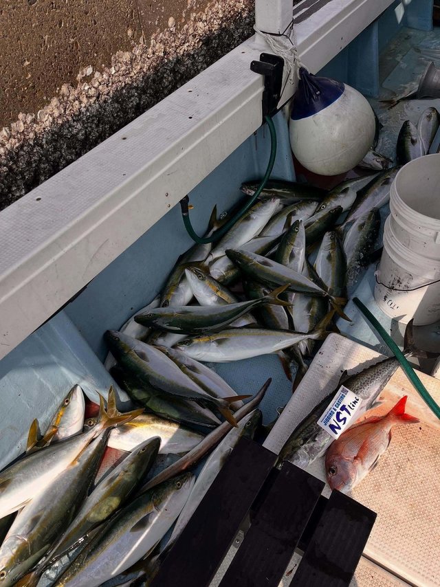 マダイ・ブリ・ハマチ(ブリ)