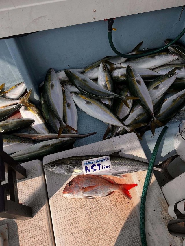 マダイ・ブリ・ハマチ(ブリ)