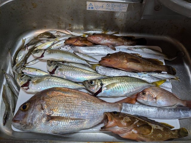 マダイ・キジハタ・アジ(マアジ)・タチウオ・カマス(アカカマス)