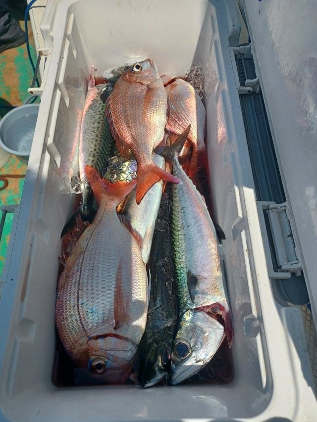 マダイ・サバ(ゴマサバ)