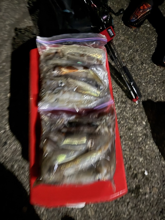 アカイカ(ケンサキイカ)・スルメイカ