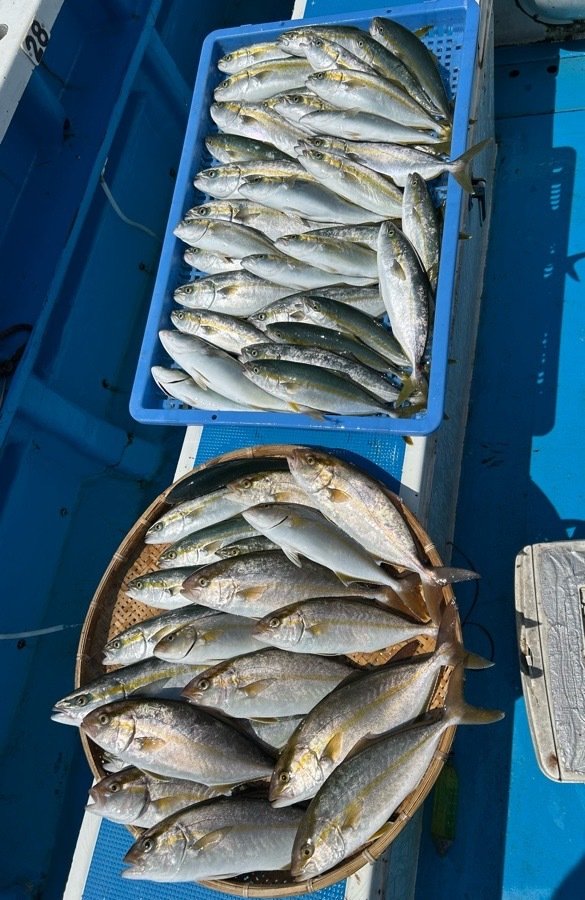 ワカシ(ブリ)・イナダ(ブリ)・ショゴ(カンパチ)