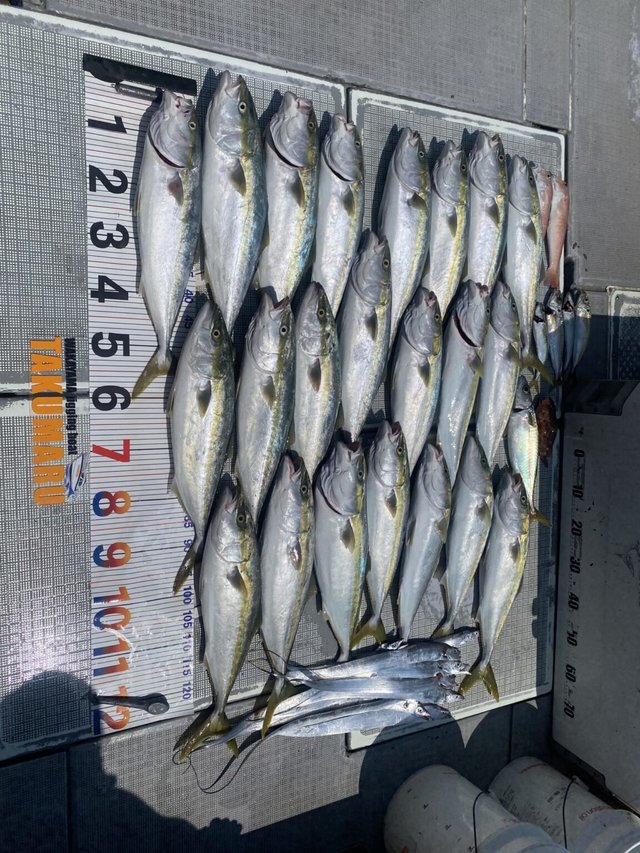 アジ(マアジ)・ブリ・ハマチ(ブリ)・アマダイ(アカアマダイ)・タチウオ・カサゴ