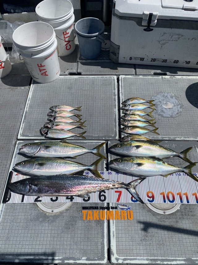 アジ(マアジ)・サワラ・タチウオ