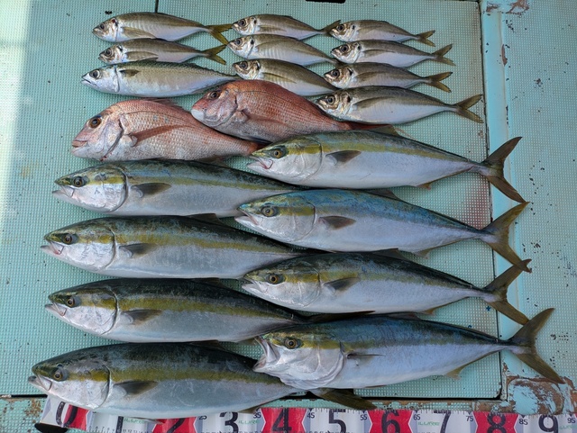 タイ(マダイ)・アジ(マアジ)・メジロ(ブリ)・マサバ