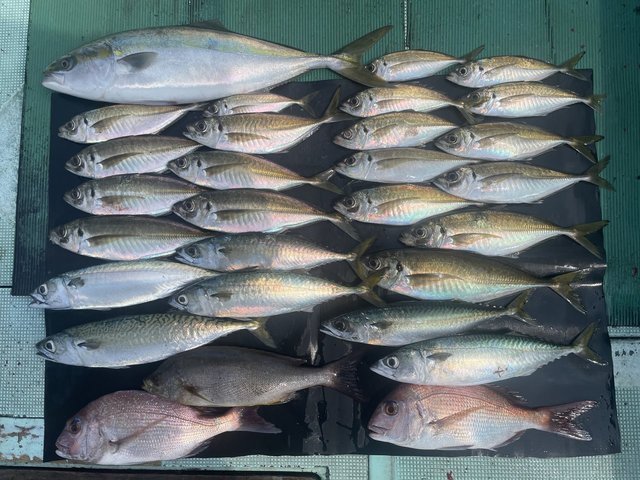 マダイ・マアジ・メジロ(ブリ)・イサキ・マサバ