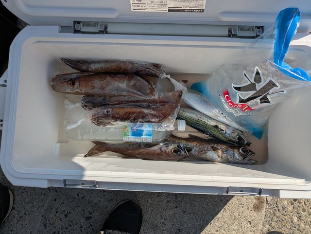 クロムツ・スルメイカ