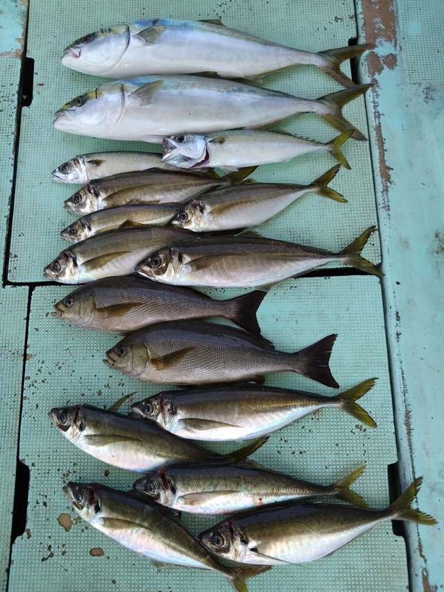 アジ(マアジ)・メジロ(ブリ)・イサギ(イサキ)・サバ(マサバ)