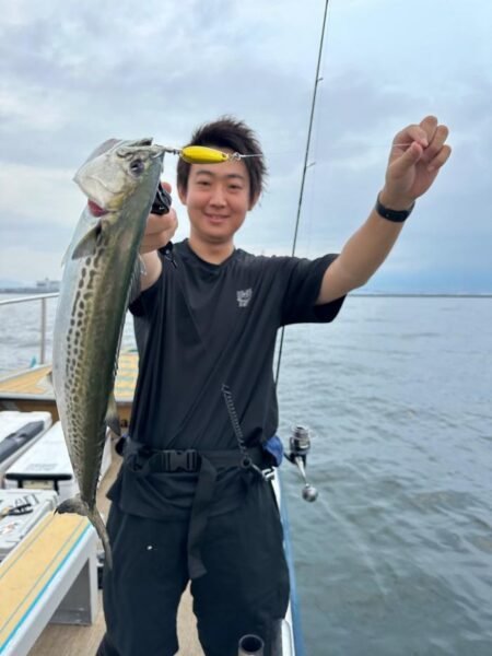 サゴシ(サワラ)