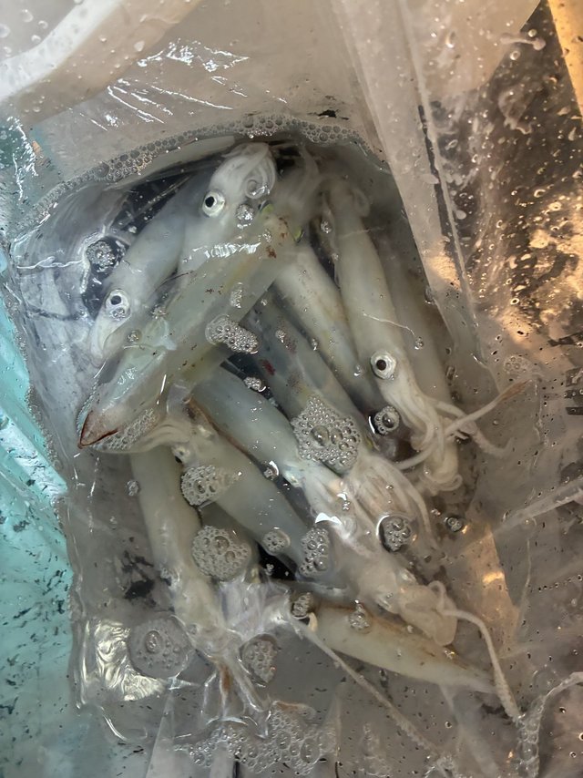 アカイカ(ケンサキイカ)