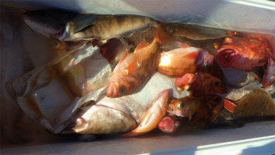 ウッカリカサゴ・ホッケ・ムシガレイ・オキメバル(ウスメバル)