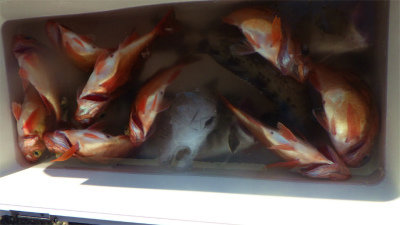 オキメバル(ウスメバル)