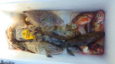 ホッケ・ムシガレイ・オキメバル(ウスメバル)