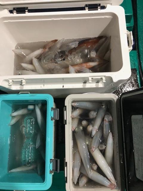 アカイカ(ケンサキイカ)