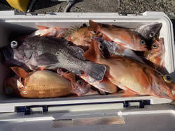 マゾイ(キツネメバル)・オキメバル(ウスメバル)