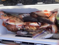 オキメバル(ウスメバル)