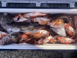 オキメバル(ウスメバル)