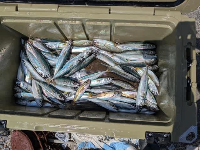 コアジ(マアジ)・ゴマサバ