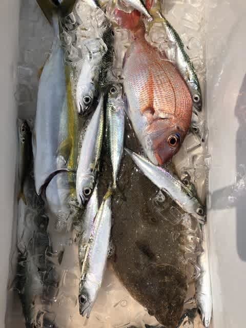 マダイ・アジ(マアジ)・ハマチ(ブリ)・ホウボウ・ヒラメ