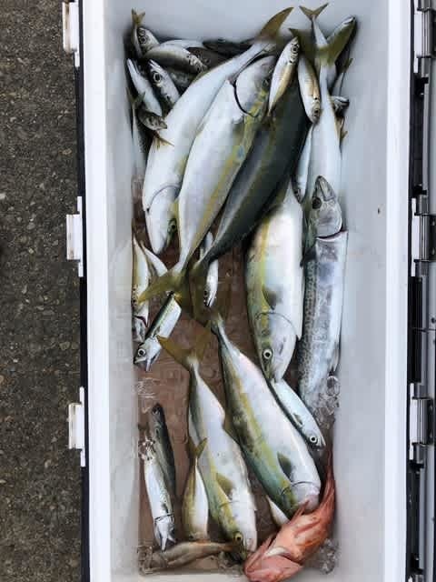 ツバス(ブリ)・サゴシ(サワラ)・カサゴ・サバ(ゴマサバ)